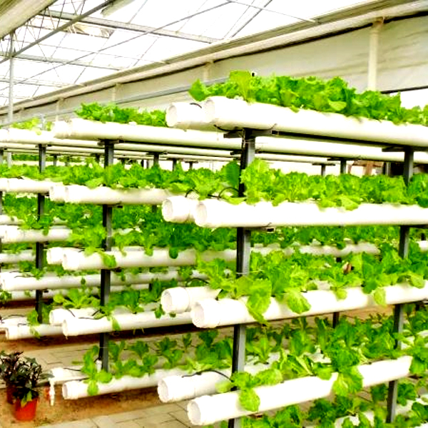 Outdoor Hydroponic Tower Grow  - đánh giá và giá Hydroponic Tower